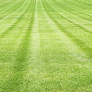 Pace, Ferry Pass, and Milton lawn mowing professionals